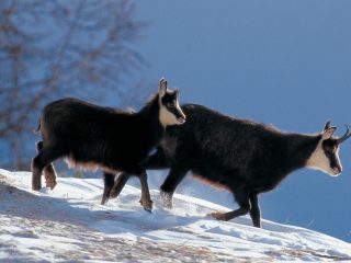 Parco Nazionale dello Stelvio