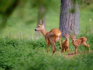 Parco Nazionale dello Stelvio