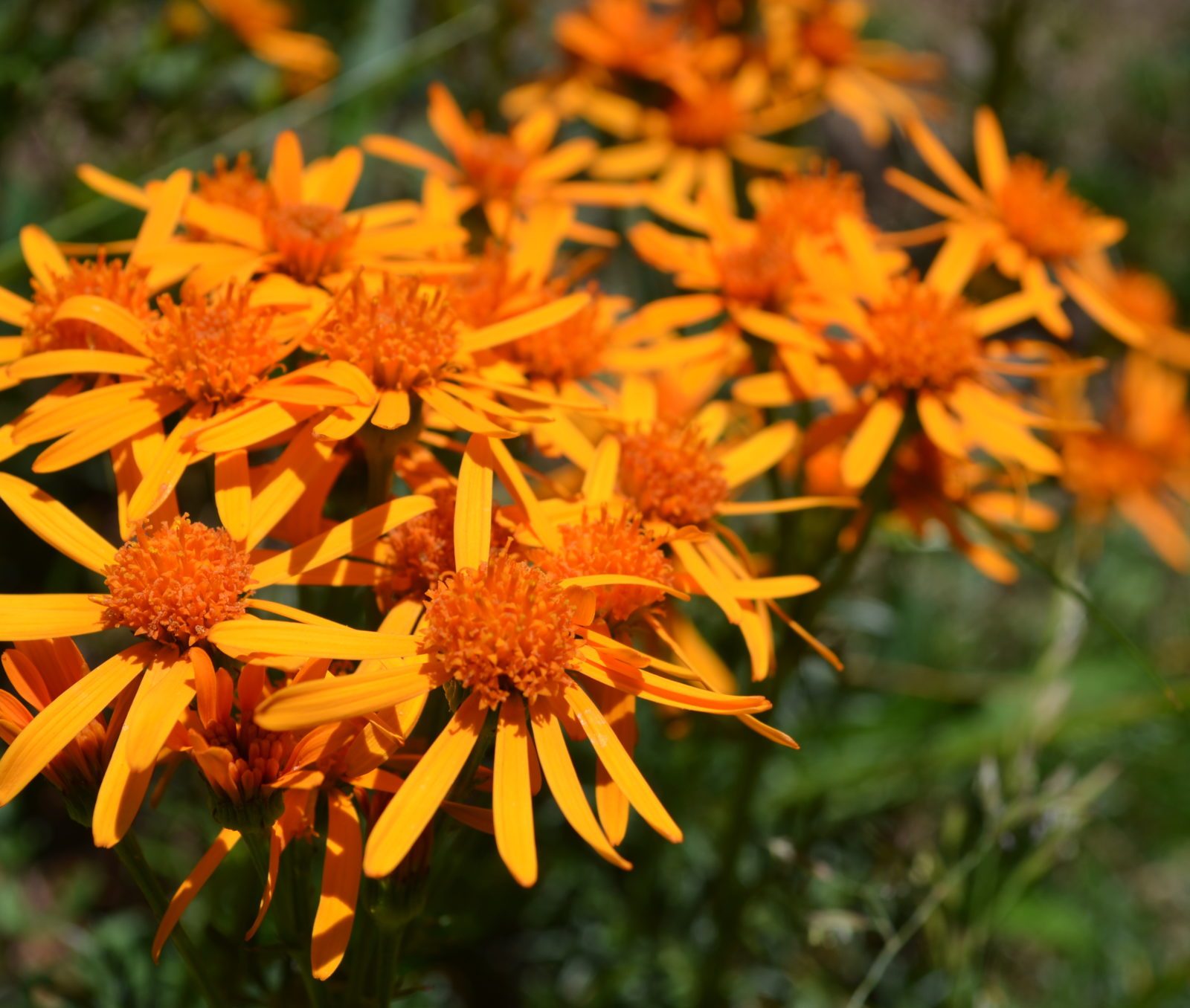 Immagine per La Flora del Parco nazionale dello Stelvio, percorso botanico