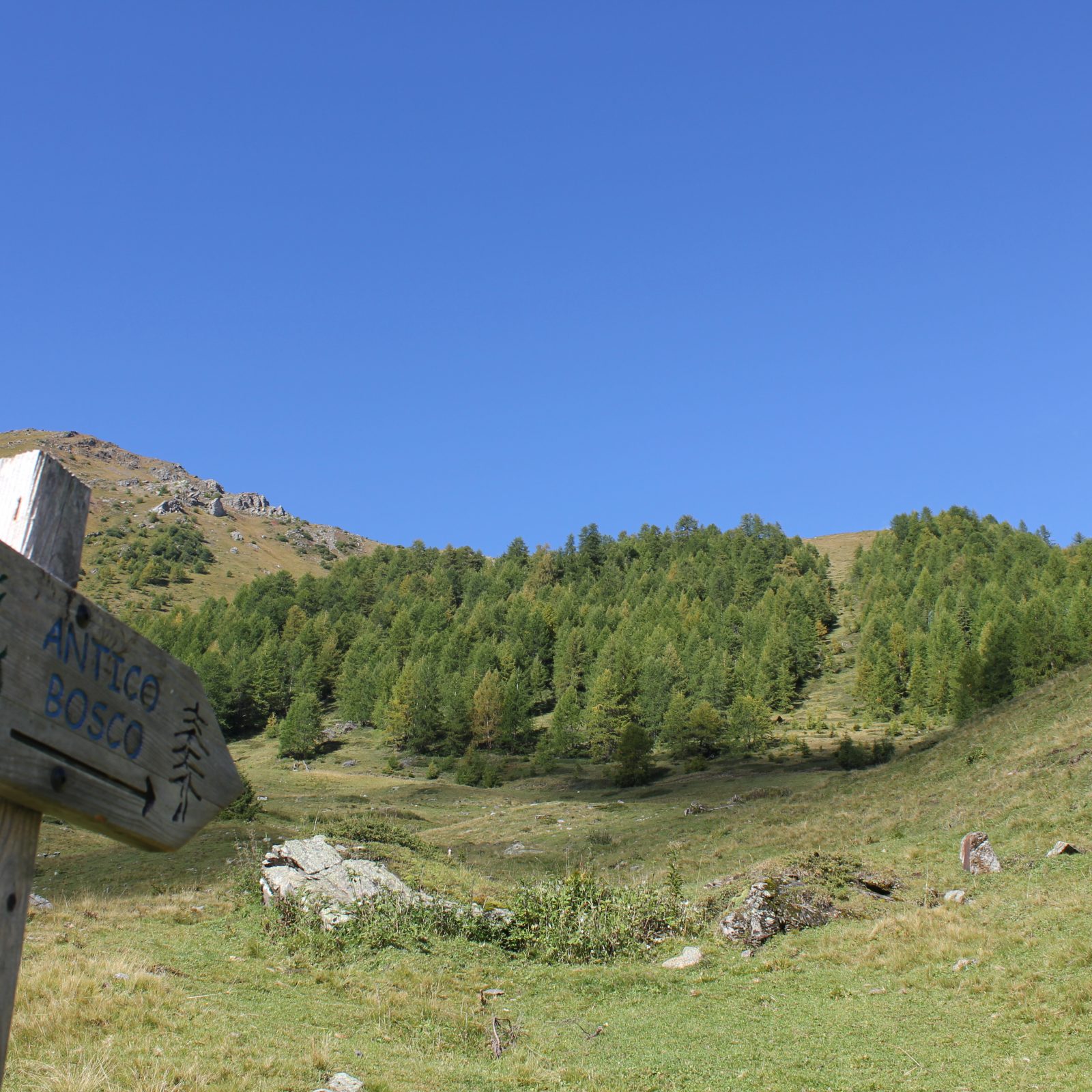 Immagine per Al cospetto dei Larici Secolari e Malga Comasine