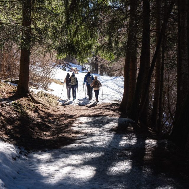 Image for Der Winterwald im Val di Peio